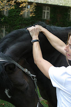 Pferdetherapie-Massage-des-Nackenbands